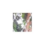 Relebohile Daniel Lerumo