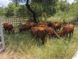 Opleiding vir skoolverlaters Landbou
