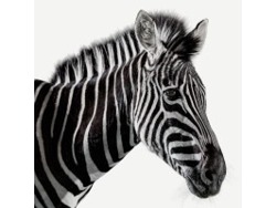 IFRS9 Credit Modelling