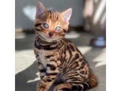 Kittens for sale online
